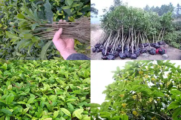 开过花的桂花树移栽后几年能开花结果1686356610895