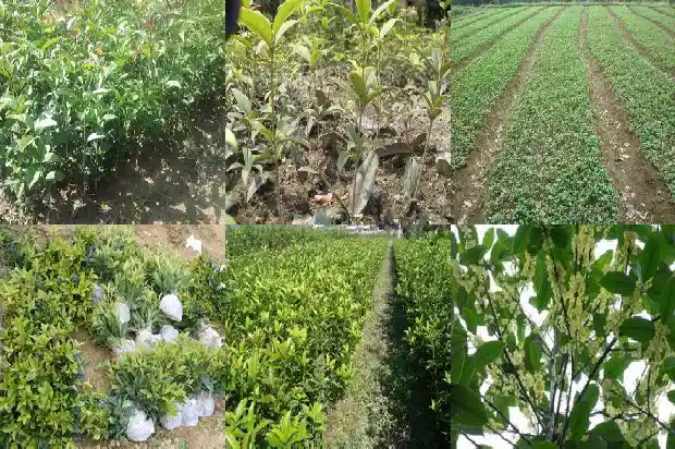 开过花的桂花树移栽后几年能开花结果1686356610988