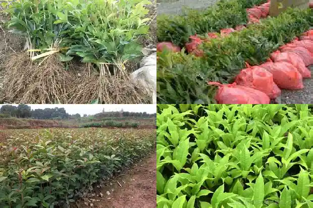 桂花树的市场价格是多少钱一棵1689838195762