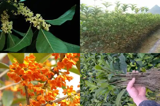桂花树移栽第一年不开花吗1686356676115