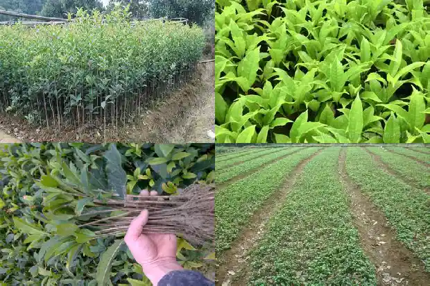 桂花树移栽当年能否开花结果1686356750832