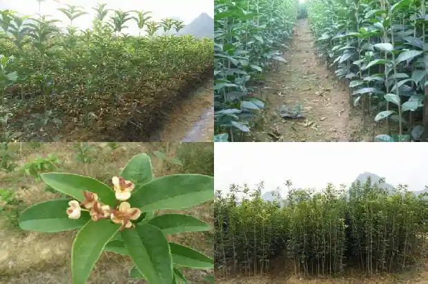 桂花树移栽当年能否开花结果1686356750880