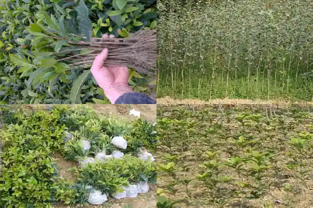 桂花树什么时候栽种好呢1686356811428