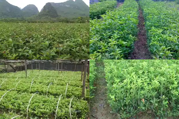 桂花树什么时候栽种好呢1686356811475