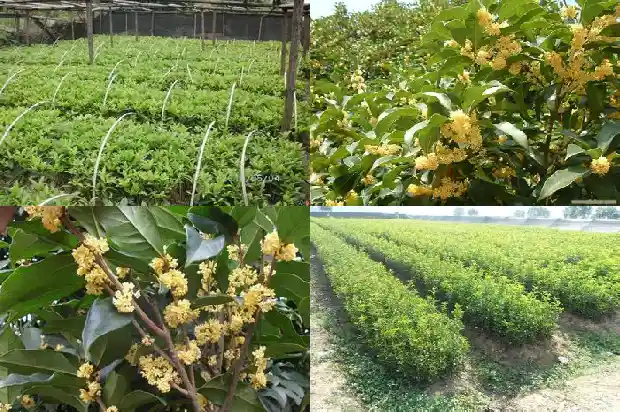 桂花树什么时候移植好活啊1686356831118