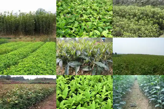 桂花树什么时候移植好活啊1686356831164
