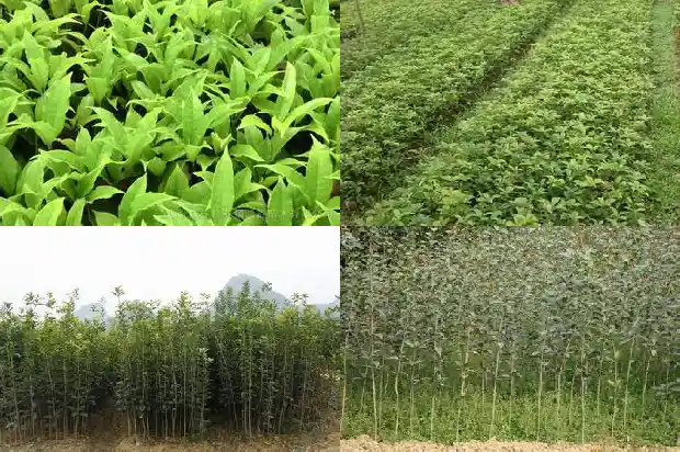 桂花树什么时候移植好活啊1686356831210