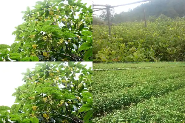 立春移栽大桂花树1686356866398