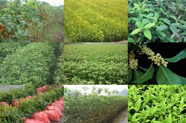 立春移栽大桂花树1686356866446