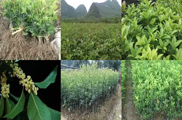 立春移栽大桂花树1686356866494