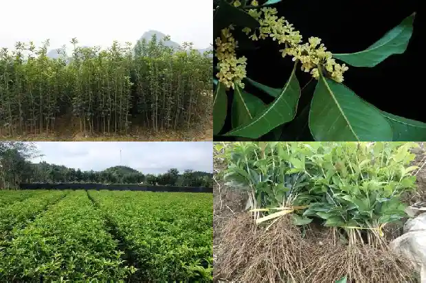 桂花树何时移植最好呢1686356888515