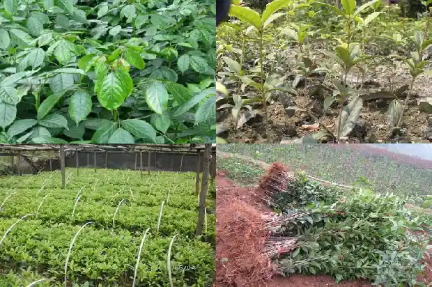 桂花树何时移植最好呢1686356888611
