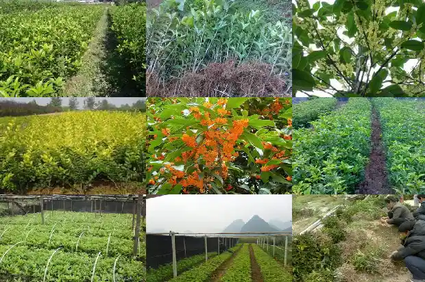 桂花树几月移植好呢1686356903607