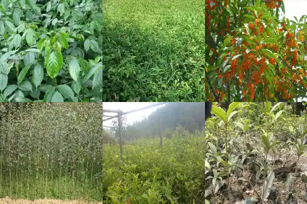 桂花树几月移植好呢1686356903655
