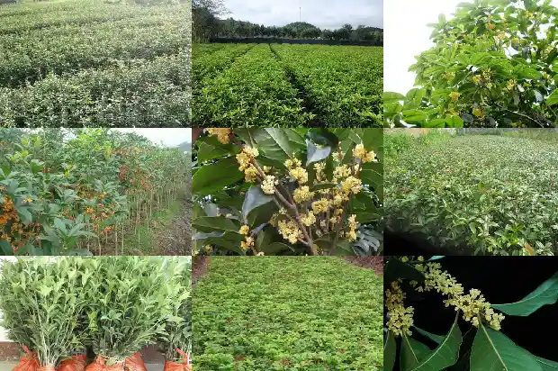 桂花规格大小怎么分别的1688609034938