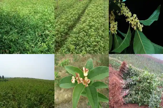 桂花树要浇水吗怎么浇1686357035726