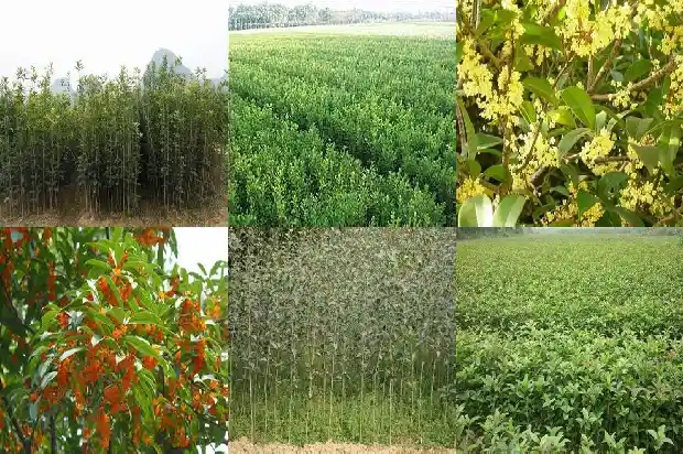 桂花树要浇水吗怎么浇1686357035773