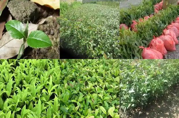 桂花树最怕浇什么水1686357051506