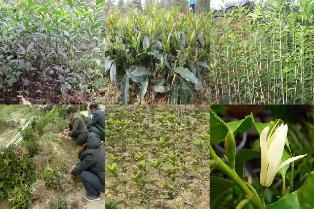 桂花树最怕浇什么水1686357051552