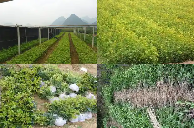 如何培养桂花树1686357098428