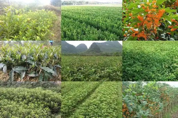 陈皮桂花茶的功效1689208203335