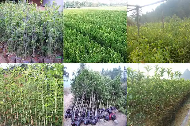 桂花树做盆景方法1690417803870