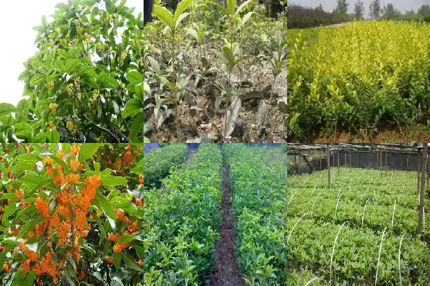桂花树培育注意事项1686357146512