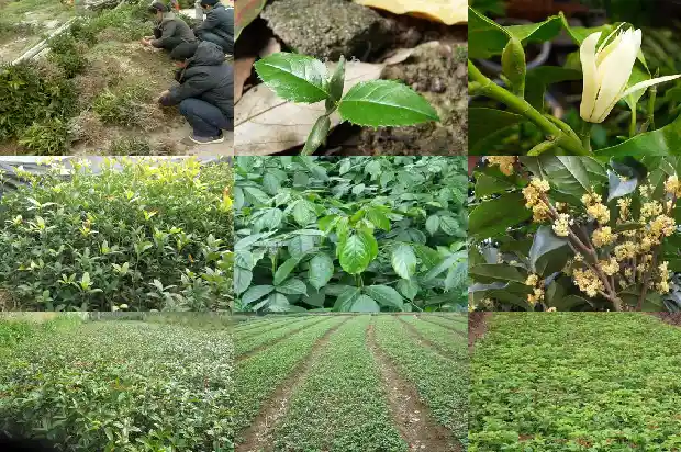如何培育桂花树的幼苗1686357190501