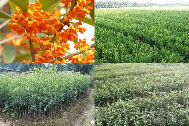 桂花开了的心情1688793140750