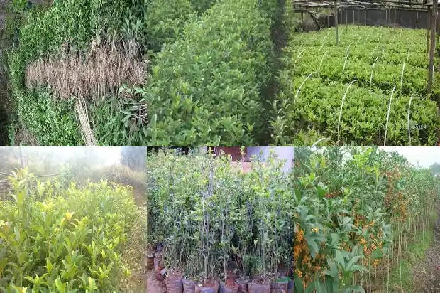 桂花什么时间嫁接最好1688792911212
