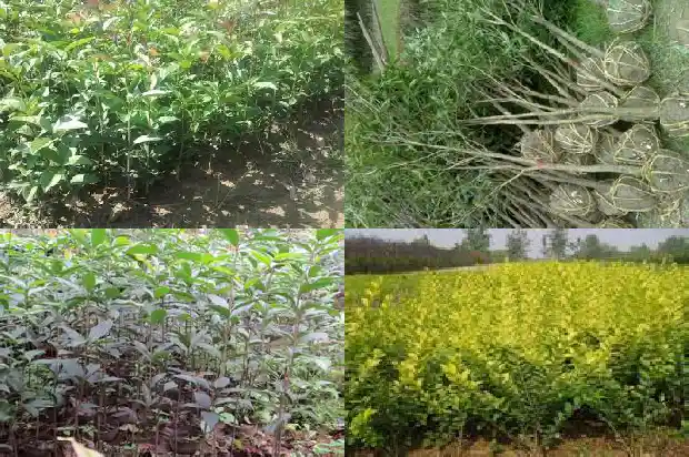 桂花树怎样栽培1686357225197