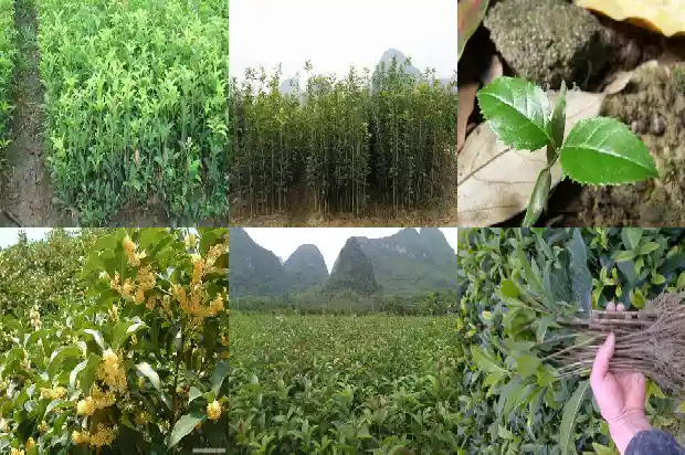 桂花树怎样栽培1686357225244