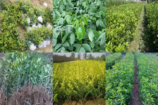 桂花树怎样栽培1686357225292