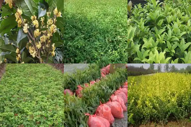 北方能种桂花树吗?1686357304473