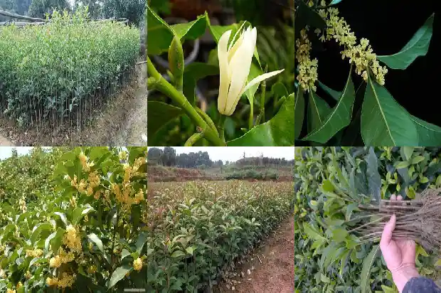 北方能种桂花树吗?1686357304520