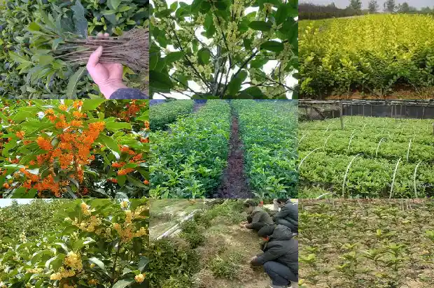 北方能种桂花树吗?1686357304568