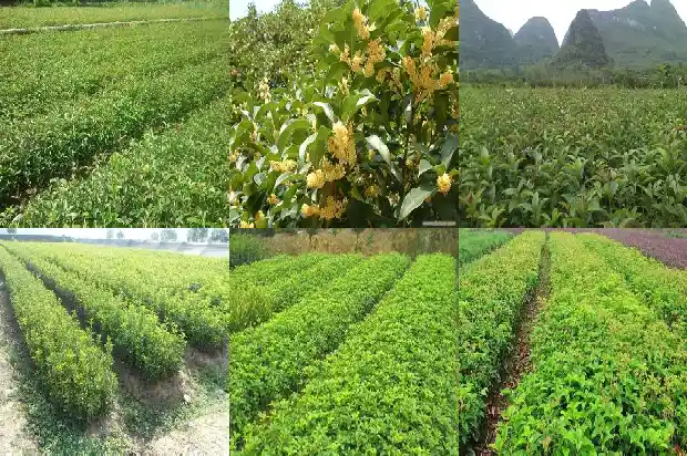 北方能种桂花树吗?1686357304615