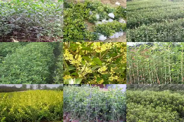 桂花树在北方能生长吗1686357325152