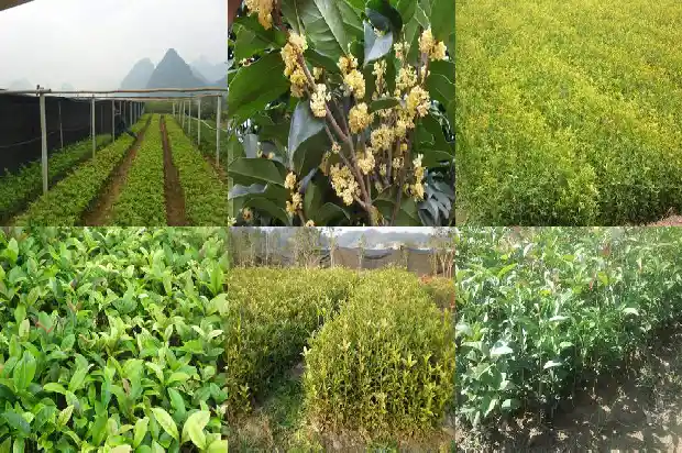 桂花和什么植物搭配最佳1689035202035
