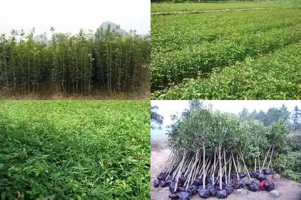 北方能不能种植桂花树苗1686357364630