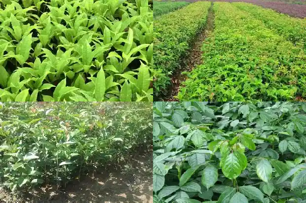 北方能不能种植桂花树苗1686357364678