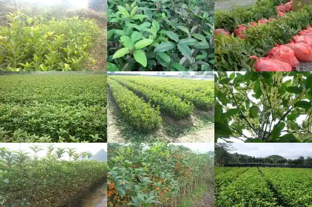 北方能不能种植桂花树苗1686357364724