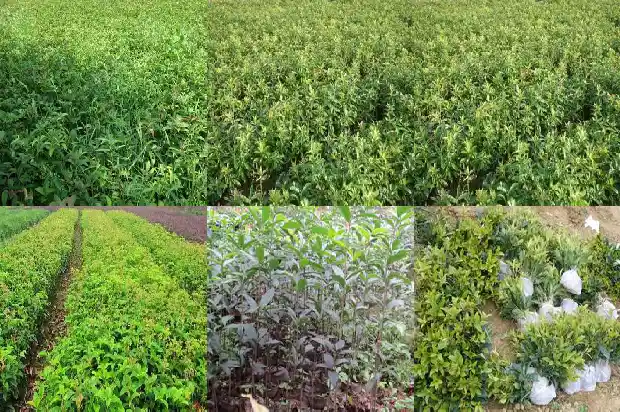 桂花树在北方能栽活吗?1686357443088