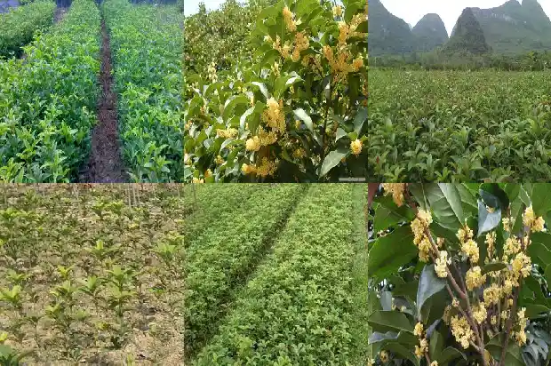 嫁接桂花树用什么砧木1686357462651