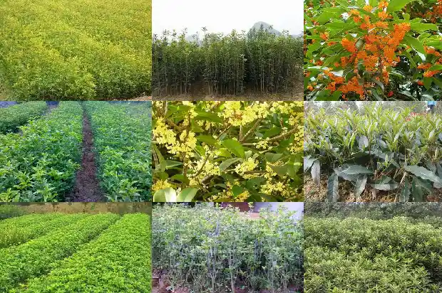 嫁接桂花树用什么砧木1686357462699