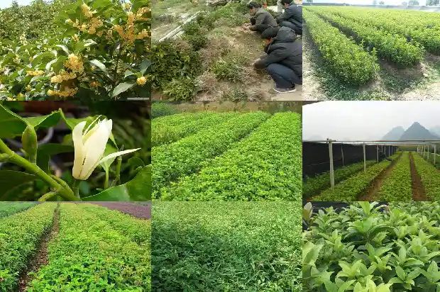 嫁接桂花树用什么砧木1686357462795