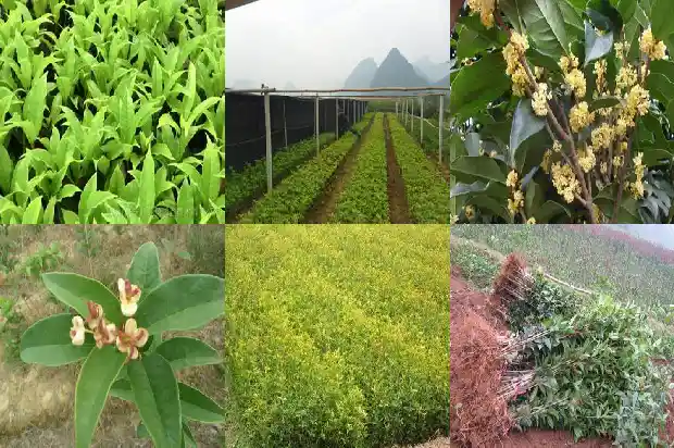 北方桂花嫁接用什么砧木好1686357486737