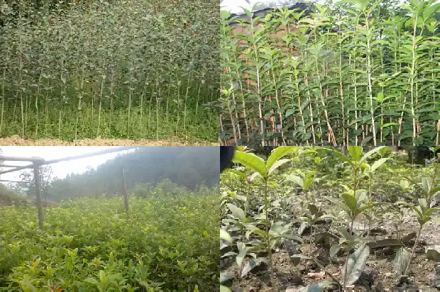 北方桂花嫁接用什么砧木好1686357486831