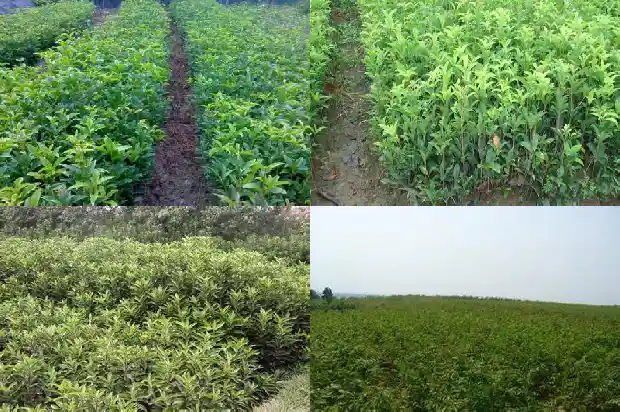 北方桂花嫁接用什么砧木好1686357486879