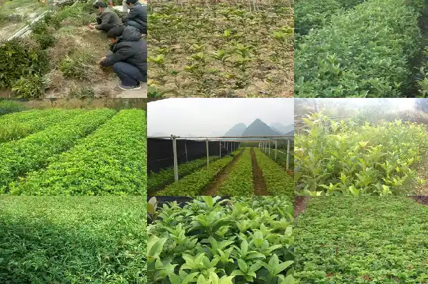 桂花要用什么砧木嫁接1686357501713